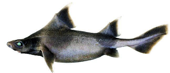 Oxynotus centrina_04.jpg